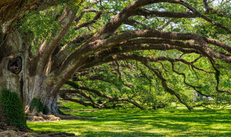 NOPC-Oak-Alley-Spring-2018-27-1170x692